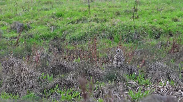 Short-eared owl (Asio flammeus) sitting on the ground in meadow and looking around at dusk in autumn / fall
