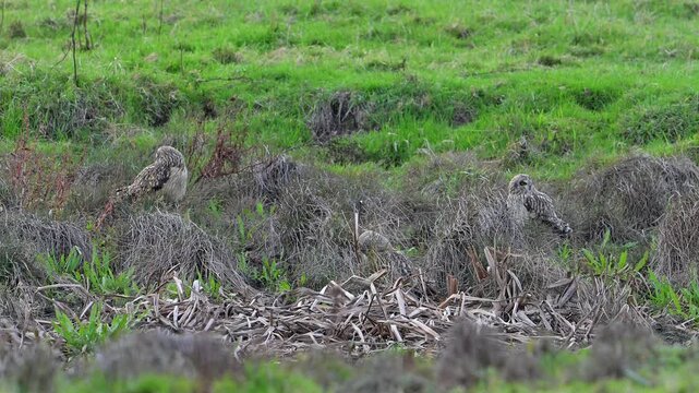Three short-eared owls (Asio flammeus) sitting on the ground in meadow, preening feathers and looking around at dusk in autumn / fall