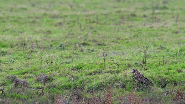 Short-eared owl (Asio flammeus) flying over owl sitting on the ground in meadow, looking around at dusk in autumn / fall