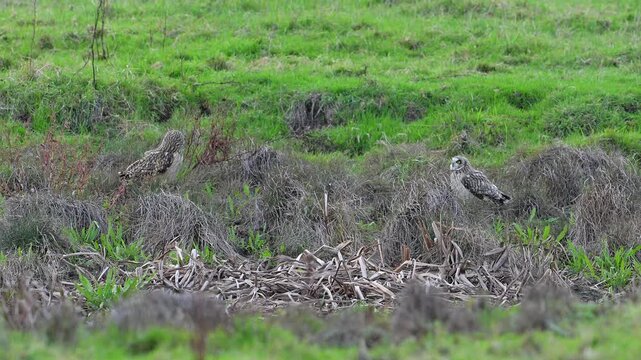 Two short-eared owls (Asio flammeus) sitting on the ground in meadow, looking around and taking off at dusk in autumn / fall