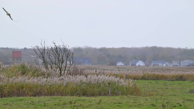 Several short-eared owls (Asio flammeus) flying and hunting over meadow at dusk in autumn / fall
