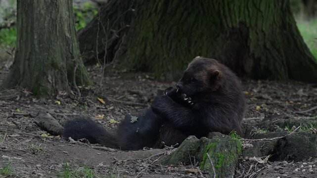 Wolverine / glutton / carcajou (Gulo gulo) grooming fur of paws in forest, native to Scandinavia, Siberia, Canada and Alaska