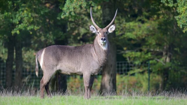 Male waterbuck observing and walking in a plain. Kobus ellipsiprymnus, R&eacute;serve zoologique de la Haute-Touche, Azay le Ferron, Indre 36, r&eacute;gion Centre Val de Loire, France, European Union, Europe