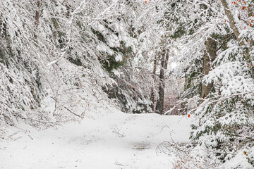 Forest landscape under fresh snow in the south in the French Pyrenees.
Camurac in Occitanie in...