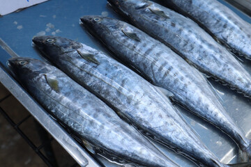 A close-up view of several whole, long silver and blue king mackerels, laid side-by-side on a metal tray at a market.