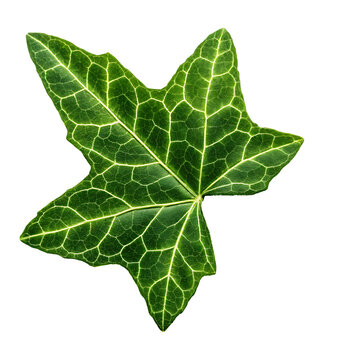 isolated on a transparent background png