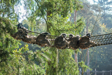 Obraz premium Lemurs resting on a netted bridge in a lush forest habitat during a sunny afternoon