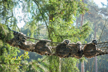 Obraz premium Lemurs relax on a hammock high in the trees during a sunny day in a forest sanctuary, showcasing their playful nature and social behavior