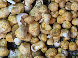 Fototapeta premium A close-up, high-angle view of a large pile of straw mushrooms (Volvariella volvacea), showing various shapes, sizes, and a beige-to-light-brown color, likely displayed for sale.