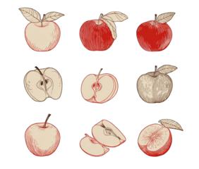 Nine hand-drawn apple illustrations, whole and sliced, in shades of red and beige