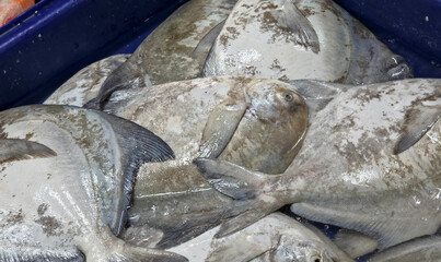 Close-up, overhead view of a large pile of fresh, whole Gray pomfrets (Chinese silver pomfrets) tightly packed inside a blue plastic crate or tub, likely at a fish market.