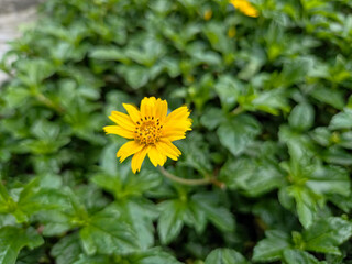 High-angle close-up of a small yellow creeping daisy sharply focused against a blurred background of dense green leaves.