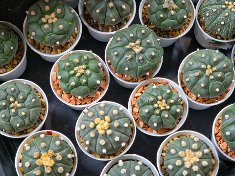 An overhead view of multiple small, dome-shaped Astrophytum asterias or "Sea Urchin" cacti, characterized by their dark green, textured skin and white or yellow tufts (areoles), planted in white pots.