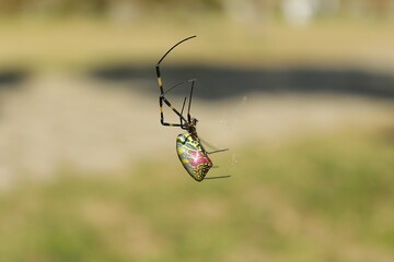Trichonephila clavata / clavipes Spider Hanging in Web