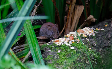 Voles eating dropped food under the bird feeders