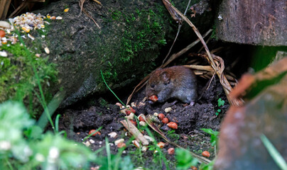 Voles eating dropped food under the bird feeders