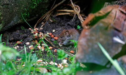 Voles eating dropped food under the bird feeders