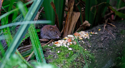 Voles eating dropped food under the bird feeders