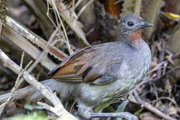 Australian Superb Lyrebird foraging in rainforest