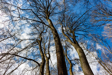 Tall, bare trees with intricate branches reach for a vibrant blue sky, adorned with scattered white clouds. A serene, upward view of the forest canopy