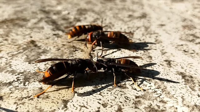 오래된 패널 위의 이끼와 유인 꿀을 먹는 장수말벌과 등검은말벌 19 Asian Giant Hornet and Yellow-legged Hornet feeding on moss and bait honey on an old panel