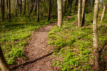 Winding forest trail through lush spring woods, blanketed in vibrant green growth and tiny yellow wildflowers. Sunlit path invites a tranquil stroll into nature