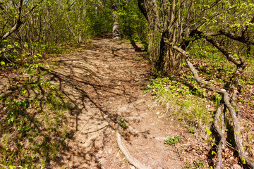 A well-trodden dirt path with exposed tree roots winds up a sunlit slope in a vibrant spring forest, shadows dappling the ground