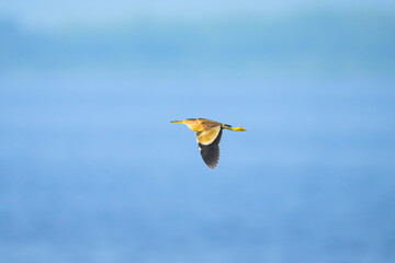 印旛沼のヨシゴイの飛翔
