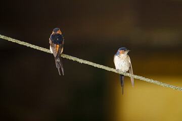 2羽のコシアカツバメ