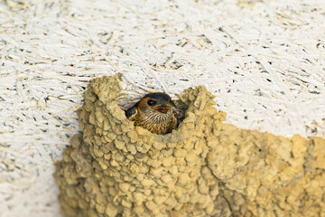 巣の中のコシアカツバメ