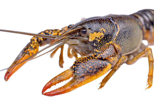 Close up of a crayfish with large claws against a dark background