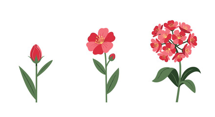 Obraz premium Illustration showing the three main stages of a red flower's life cycle, from a closed bud to a single bloom to a full cluster.