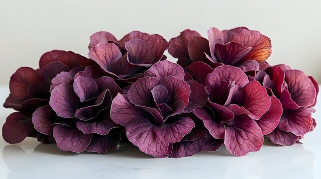 Elegant burgundy and purple hydrangea flowers arranged in a row on white background, perfect for floral design projects.