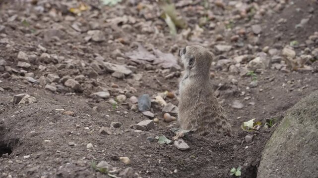 Friendly meerkat on overwatch duty, close up view