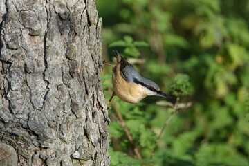 the beautiful Eurasian nuthatch (Sitta europaea)