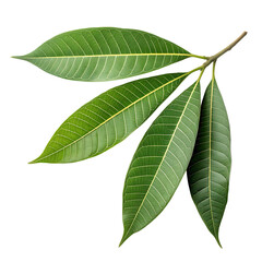 Fototapeta premium isolated on a transparent background png