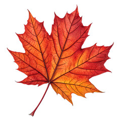 Fototapeta premium isolated on a transparent background png