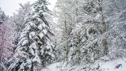 Forest landscape under fresh snow in the south in the French Pyrenees.
Camurac in Occitanie in Aude.
