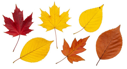 Fototapeta premium Assorted Autumn Leaves Arrangement Red Yellow and Orange Isolated on Transparent Background Seasonal Foliage of Various Species Leaf Veins Detail Nature's Palette Collection for