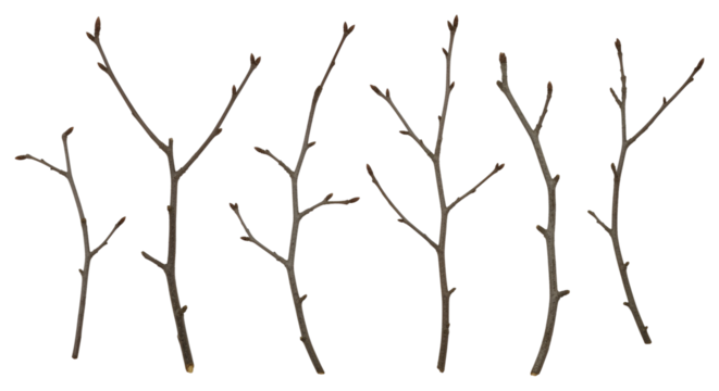 Bare Branches Isolated on Transparent Background Rustic Twigs Minimalist Floral Design Elements Woodland Decoration Crafting Clip Art Nature Photography Aesthetic