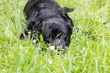 Beautiful brown eyes of black labrador gaze softly through green grass blades, gentle focus and light create calm emotional portrait full of warmth and peace