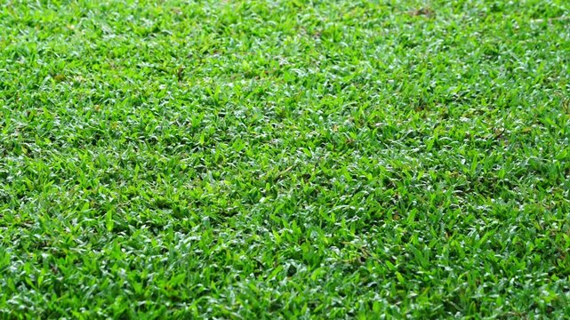 a footage of grass after rain