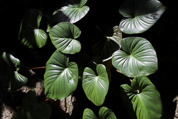 Tranquil top view of large green leaves with beautiful texture basking in sunlight. dramatic shadows on dark background create serene and peaceful feeling of nature