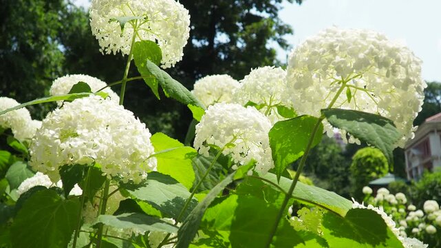 Hydrangea hortensia is a genus of flowering plants native to Asia and the Americas. Hydrangeas are popular ornamental plants, grown for their large flowerheads. Large white flowers in the garden