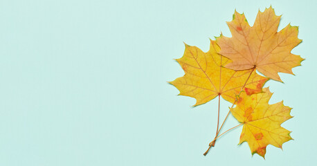 Autumn yellow maple leaves on mint background, top view