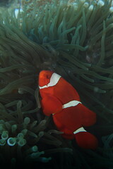 Maroon clownfish (Amphiprion biaculeatus)