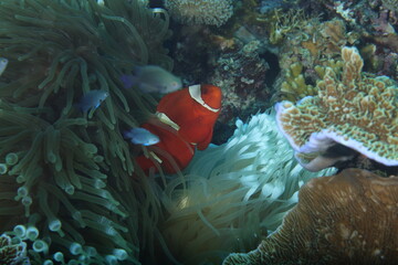 Maroon clownfish (Amphiprion biaculeatus)