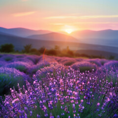 Fototapeta premium A lavender field at dusk, where the last light of the sun gently fades, filling the air with calm, color, and a touch of evening magic.
