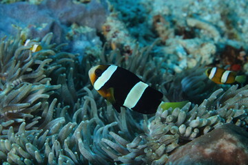 Clark's anemonefish (Amphiprion clarkii)