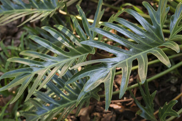 Tranquil close up of green philodendron leaf showing its intricate botanical pattern. lush tropical plant foliage creates serene, natural background for this flora © CoreRock